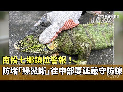 南投七鄉鎮拉警報！　防堵「綠鬣蜥」往中部蔓延嚴守防線