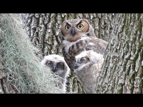 Great Horned Owl Mom's Flight to Feed Hungry Owlets