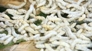 Silk comes from these silk worms - creepy crawly, cute or plain useful?