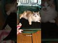 Packing for my trip with kittens #shorts #ragdolls #kitten #travel