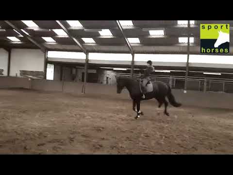 KWPN | Garanco | Gabor