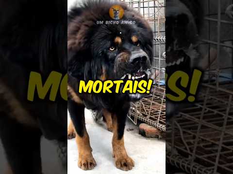 As 5 raças de cães mais mortais e perigosas do mundo!
