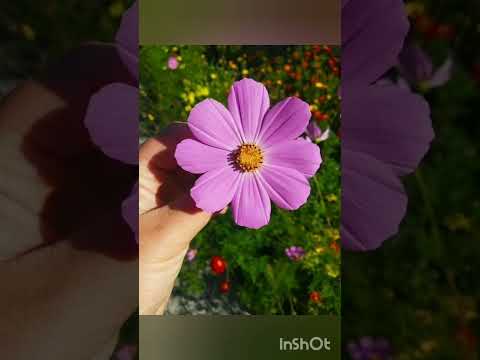 #fahmida #🌷🌻🍁