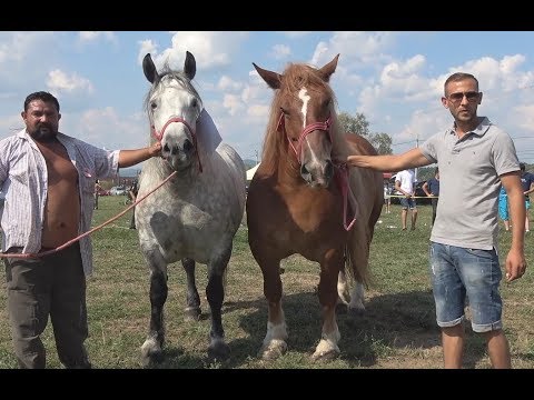 Iepele lui Ionut de la Sacadat, Bihor - 2018