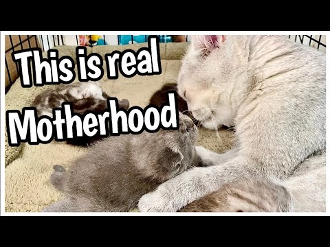 Scottish Straight mom really trying to lick those babies a LOT  / Кошка очень много вылизывает котят