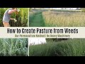 Turning Weeds Into Pasture Without Heavy Machinery: Regenerative | Permaculture