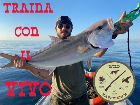 TRAINA CON IL VIVO PUGLIA DOPPIO STRIKE- LIVE BAIT TROLLING DOUBLE STRIKE  DENTICE- RICCIOLA -CERNIA