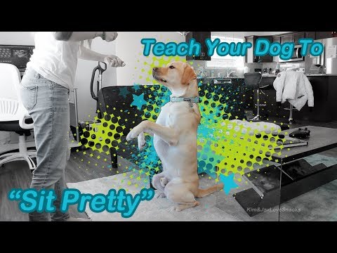 Teach Your Dog to "Sit Pretty"! | Clicker Training