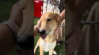Video preview image #1 German Shepherd Dog Puppy For Sale in Pasadena, CA, USA