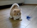 Fluffy Kitten Is Confused (kolarcz) - Známka: 2, váha: velká