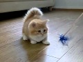 Fluffy Kitten Is Confused 