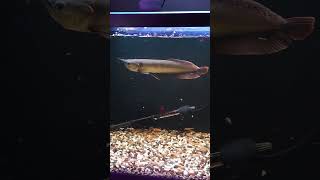 Download lagu Silver Arowana is just about ready to come out of quarantine and get back into big tank mp3 Download lagu Silver Arowana is just about ready to come out of quarantine and get back into big tank mp3