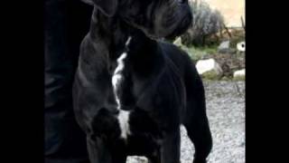 portée mars 2010 Monster / cicciolina