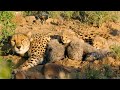 Hungry Cheetah Cubs Need To Eat﻿ |﻿ The Cheetah Family & Me | BBC Earth