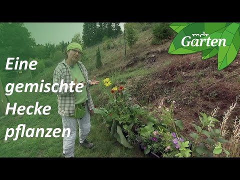 Gemischte Hecken - robust und divers | MDR Garten