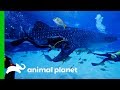 Dive Team Take Blood Sample From Massive Whale Shark | The Aquarium