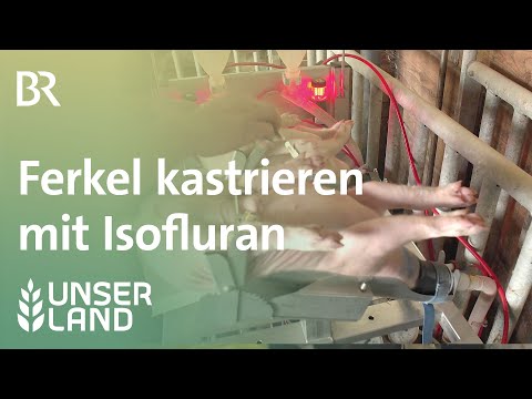 Ferkel kastrieren mit Isofluran | Unser Land | BR Fernsehen