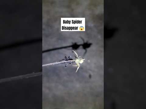 Crab Spider Vs House Spider  #spider #gagamba #spiderfight