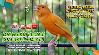Download lagu Kenari GACOR NGEREK‼️ Masteran Kenari PAUD dan Pancingan Kenari MACET BUNYI dan Betina NGIWIR - 243 mp3