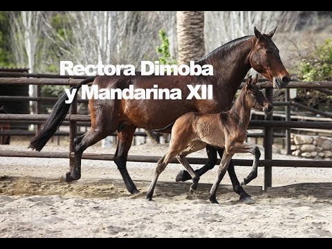 Mandarina XII y Rectora - 2018