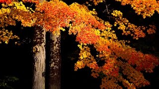 FALL PHOTOGRAPHY TIPS - Using A Polarizer To Make Your Autumn Photos Pop