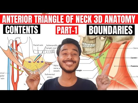anterior triangle of neck anatomy 3d | digastric triangle anatomy | submental triangle anatomy