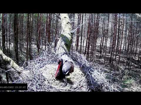 Bociany czarne online 2022 - Florentino i przelot gila 1.05.2022 g.13:37