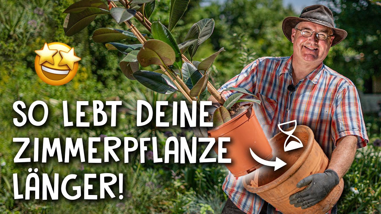 Zimmerpflanzen Video 1