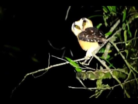 Buff-fronted Owl — Aegolius harrisii — hlas a video