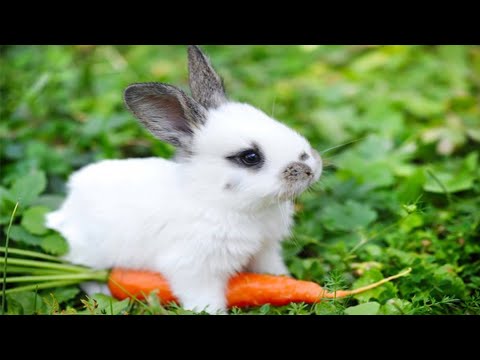 Iepurasul fuge - Cântece de Paște pentru copii