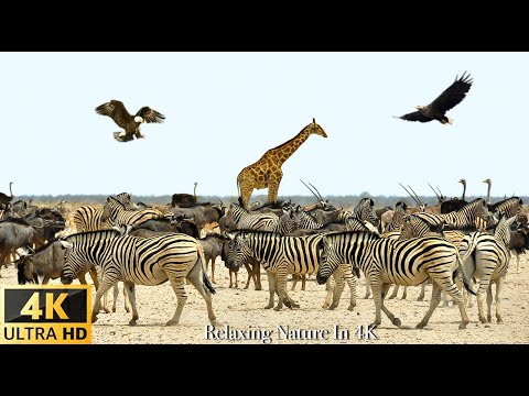 Wild Animals: Kruger National Park, South Africa Scenic Wildlife Film With Calming Music