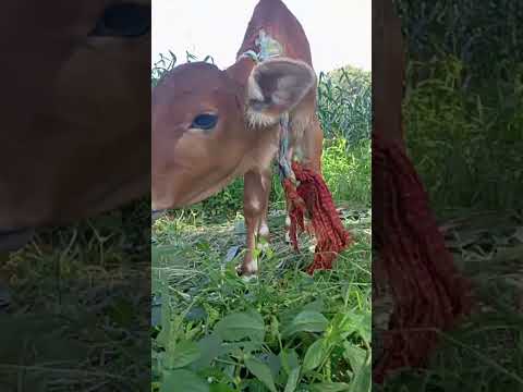 gay ka bachada hashtags artistic viral #beautiful