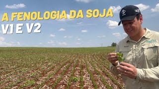 FENOLOGIA da SOJA: V1 - Fase do 1° nó e V2 - Fase do 2° nó