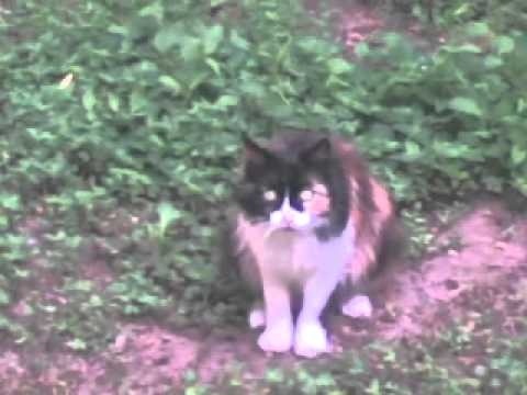 Gatto padano apprende il pugliese