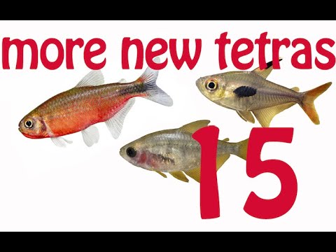 New Tetra Guide: 15 more New tetras! New Hyphessobrycon and Moenkhausia - Part 2 - rare new tetras !