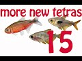 New Tetra Guide 15 More New Tetras New Hyphessobrycon And Moenkhausia Part 2 Rare New Tetras