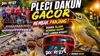 Download lagu BURUNG PLECI GACOR KOLEKSI OM ACUZ DEXTRO 87 SAHDU. mp3 Download lagu BURUNG PLECI GACOR KOLEKSI OM ACUZ DEXTRO 87 SAHDU. mp3