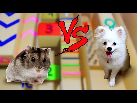 Snowball Dog vs Chip Hamster In Calculating Points Maze- Who Is The Best?