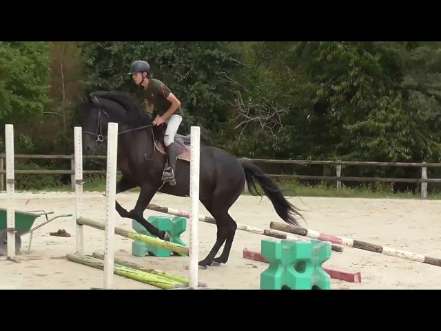 Magnifique m&acirc;le d&rsquo;avenir pour le CSO ou CCE 