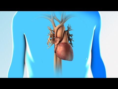 download lagu mp3 mp4 Heart Sound Effect, download lagu Heart Sound Effect gratis, unduh video klip Heart Sound Effect