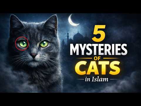 After Watching This, You’ll Want a Cat || 5 Reasons Every Muslim Should Have a Cat