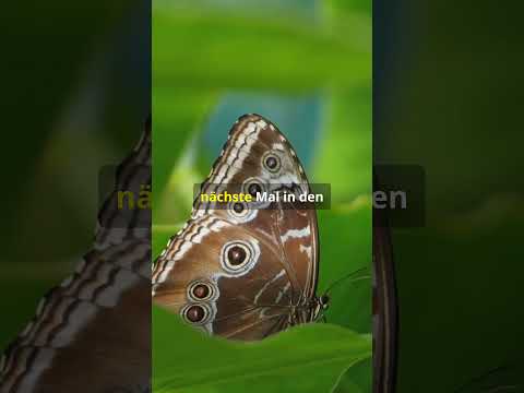 "Die faszinierenden Flügel des Schmetterlings – Ein Wunder der Natur!" #facts #erstaunlich