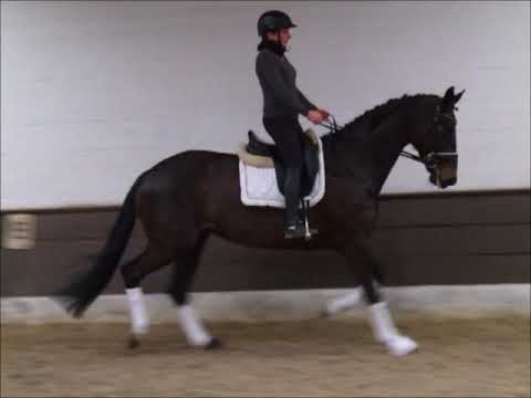 DEL MAR 6j. v. Don Index - De Janeiro (De Niro) for sale