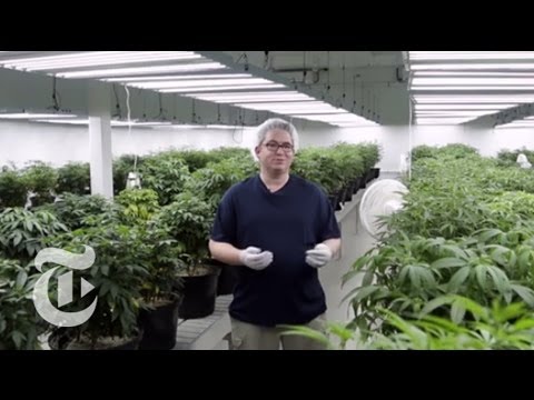 , title : 'Inside the Cannabis Factory | The New York Times'