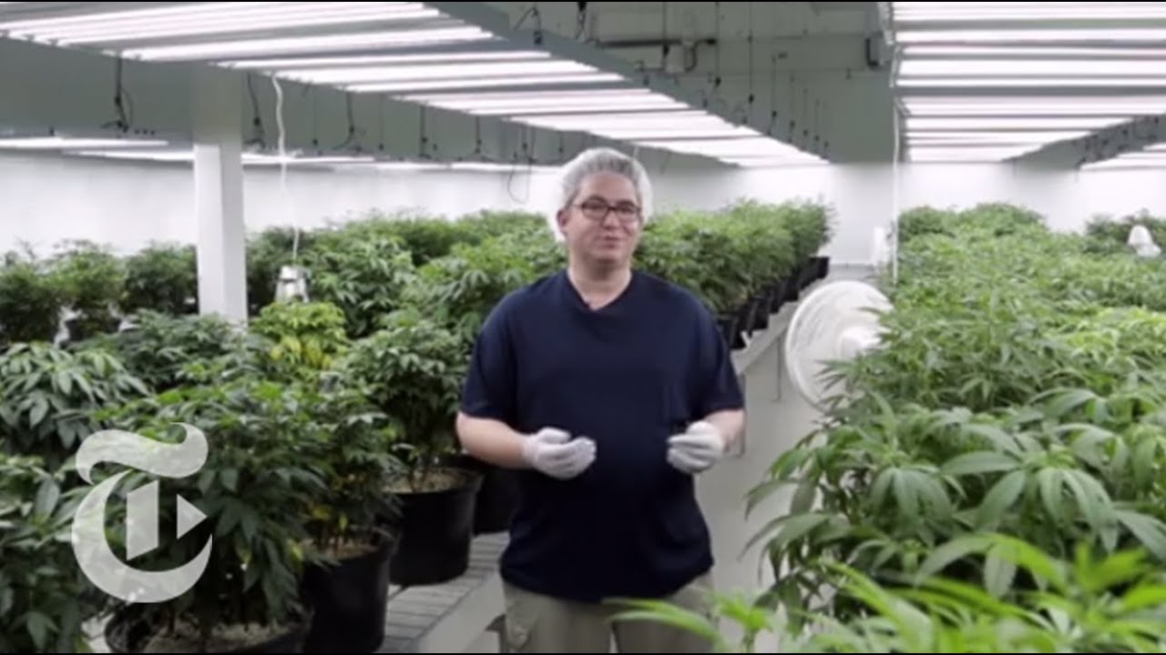 Inside the Cannabis Factory