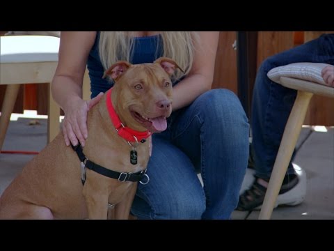 Rowdy Puppy Adopted by Trainer - A Perfect Match