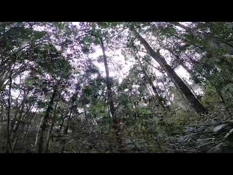 Tide’s Van Adventures - Series 1 - Day 1 - Diepwalle Hike and Buffalo 🦬 Bay