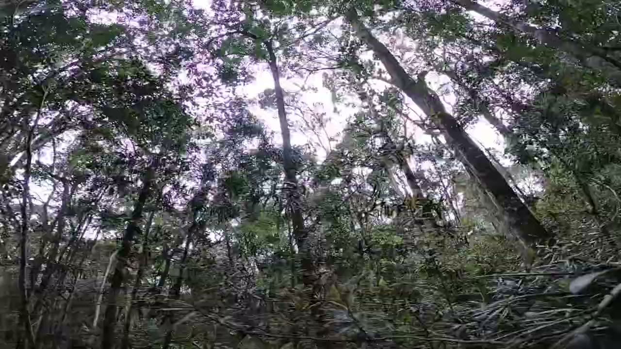Tide’s Van Adventures - Series 1 - Day 1 - Diepwalle Hike and Buffalo 🦬 Bay