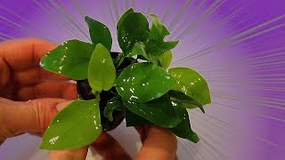 Download lagu Anubias nana GOLDEN growth and care! mp3