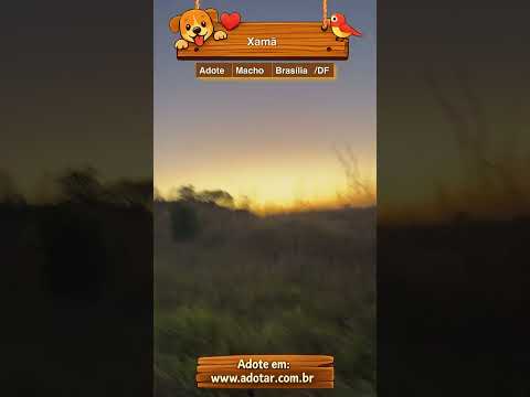 Vídeo de Xamã